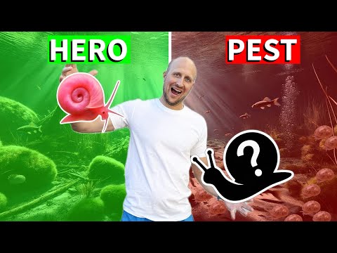 7 Aquarium Snails – Pest Invasion or Secret Heroes?