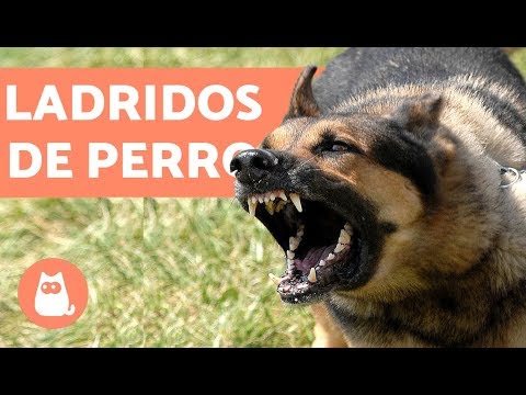 Ladridos de Perro - Muy bueno!! barking dogs