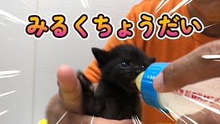 黒猫の赤ちゃんのミルクの欲しがり方が半端なくて可愛すぎた