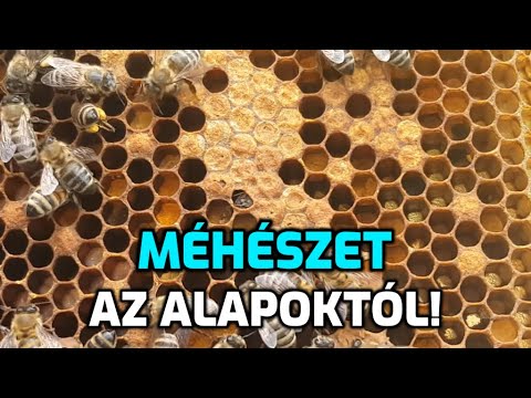 , title : 'Méhészet az alapoktól  / Kezdő méhészeknek! №1'
