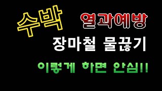 [텃밭농부.678]  수박이 터지지 않도록 장마철 물끊기. #수박재배 #수박터짐방지 #수박열과방지