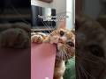 5 Reasons To Get An Orange Cat