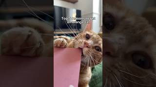 Download lagu 5 reasons to get an orange cat 🏆 mp3 Download lagu 5 reasons to get an orange cat 🏆 mp3