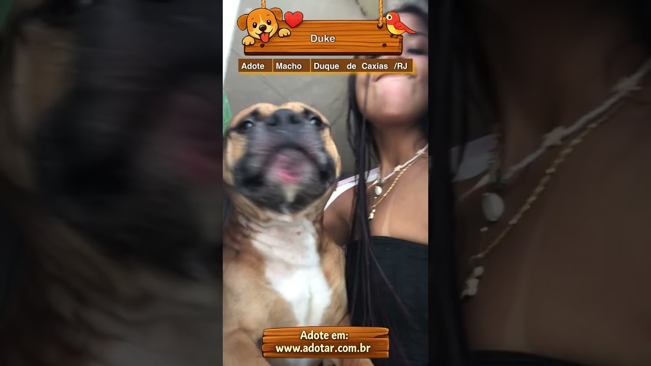 Cachorro raça Pit-Bull idade 1 ano nome Duke