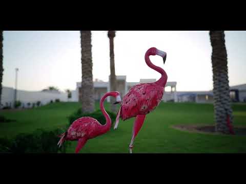 فيديو من المعرض