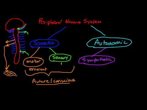 Peripheral Nervous System • Video • MEDtube.net