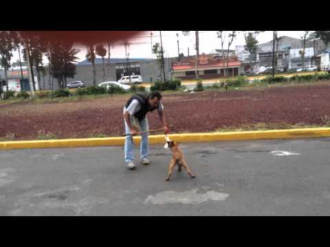 Entrenamiento de Mondra 3