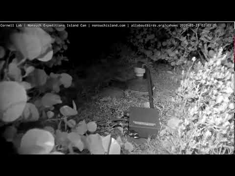 5 25 2020 Bermuda Petrel Fledge Slo mo