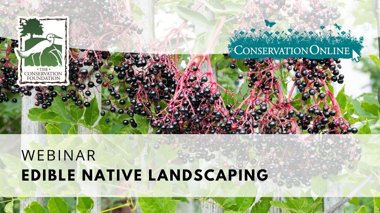 Edible Native Landscaping | Webinar