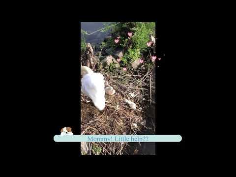 ちょこちょこ、白鳥あかちゃん。Swan baby toddler around