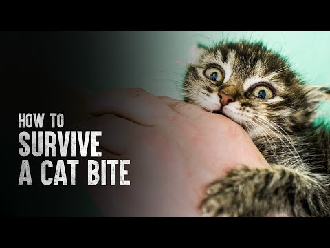 How to Survive a Cat Bite - YouTube