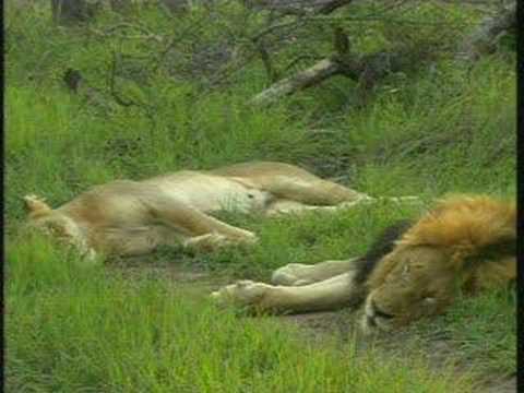 Lions Circle of Life Pt.2  11-08-07  5:23 pm CAT