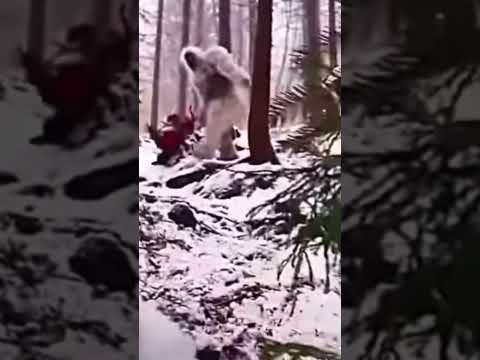 Yeti falling down hill with My Singing Monsters Mamot Bum Bum Sound