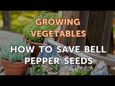 When to Pick Hungarian Hot Wax Peppers