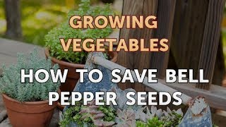 How to Save Bell Pepper Seeds