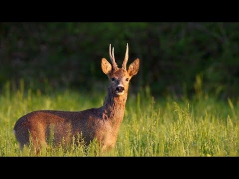 Medal Class English Roebuck