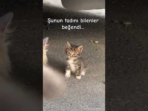 Bu beğenilmez mi😂 #kedi #cat #sessizyazar #öneçıkar #keşfet #ytshorts #gece #love #aşk #animals #ask
