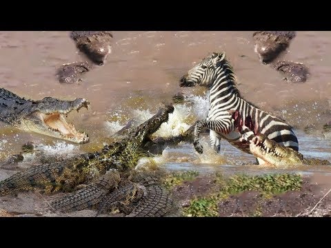 Crocodile Attacks Zebra at Africa Serengeti Deadliest Crocodile Hunt | Zebra vs Crocodile vs Lions