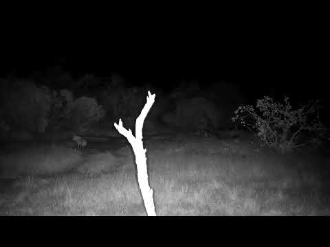 Djuma: Lone Hyena walking by and sniffing the ground - 04:53 - 07/24/2022