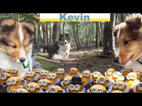 Our new Sheltie Puppy Kevin - a travel Adventure part 2 ❤️🐶❤️ on the Cricket Chronicles e217