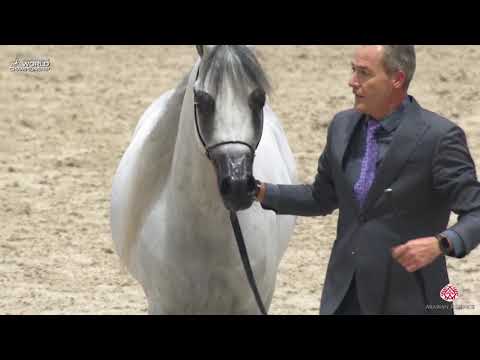 AHWC Paris 2019 - Senior Stallions (Class 6A)