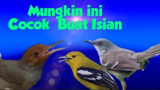Download lagu Burung cipoh burung ciblek burung prenjak-Kicau Burung mp3