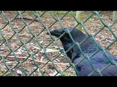 Common raven sounds Avifauna
