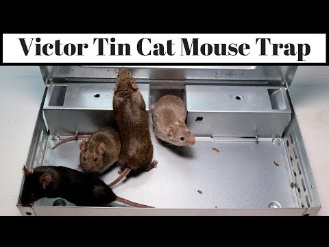 Victor Tin Cat Mouse Trap - Claims to Catch 30 Mice In One Night
