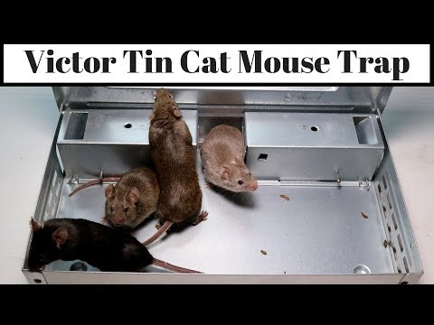 download lagu mp3 mp4 Tin Cat, download lagu Tin Cat gratis, unduh video klip Tin Cat
