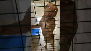 Video preview image #1 Redbone Coonhound-Retriever  Mix Puppy For Sale in Piedmont, MO, USA