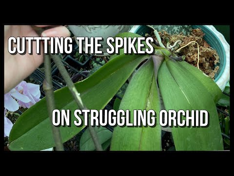 Cutting Spikes On Phalaenopsis That Aren’t Thriving. Phalaenopsis Orchid Care For Beginners.