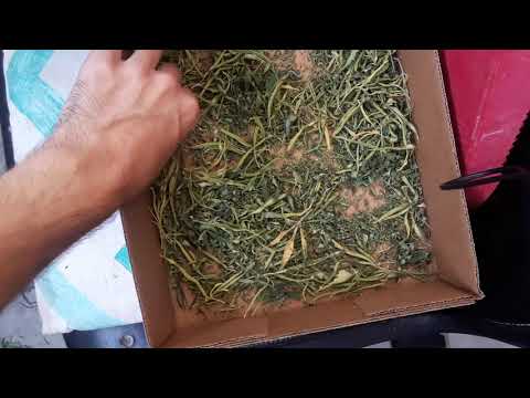 Obadiah's Garden | Harvest Hangout | Croptober 17th, 2019