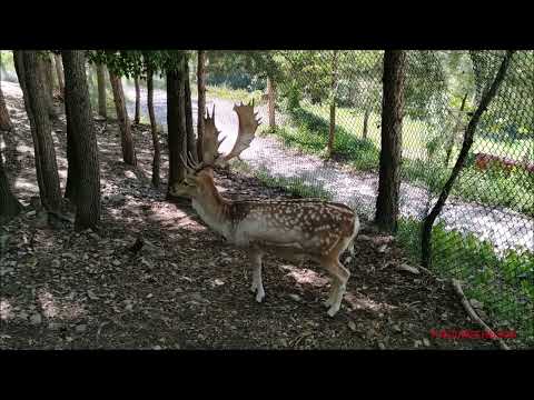 IL DAINO POMELLATO - DOM. 18 - 9 - 2022.