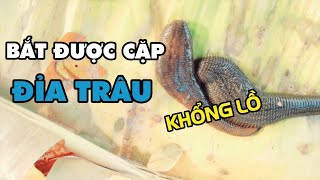 Bắt Được Cặp Đỉa Trâu Siêu To Khổng Lồ | Xuân Dương Vlogs