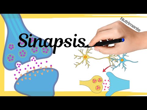 The SYNAPSE [Transmission of information between neurons]