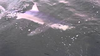 preview picture of video 'Gorgeous blue shark off the coast of Portsmouth, NH'