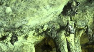 Busy Bats at the zoo