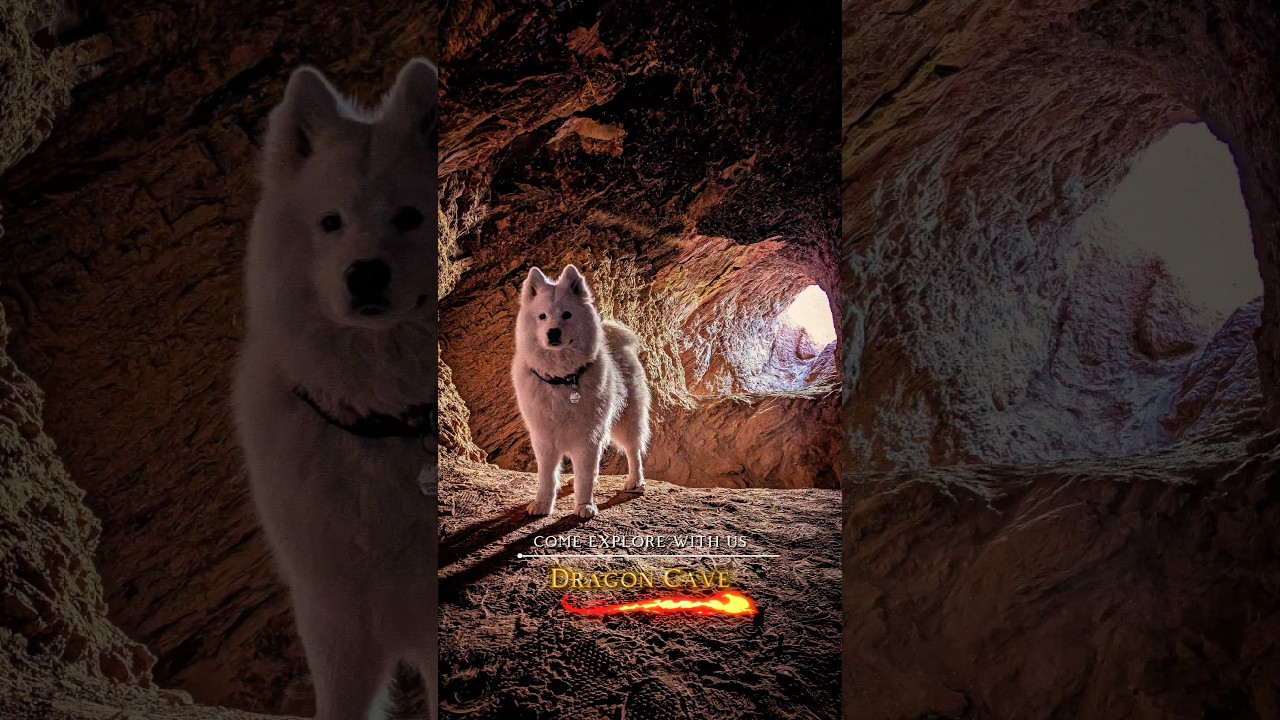 Exploring a Dragon Cave #mineshaft #samoyed #dragon #caving