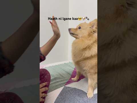 Meko hath lgayegi to dhoptyegi na usko😎🐶🐾 #shorts