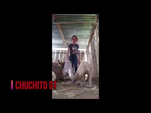 UPAC CHUCHITO