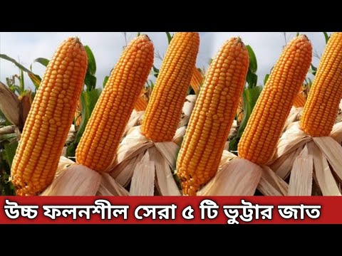ভুট্টার সেরা জাত - ভুট্টা চাষ পদ্ধতি