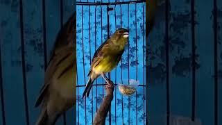 Download lagu KENARI malas bunyi, Terapi untuk kenari masteran canary #canarysingtraining #kanareyka mp3
