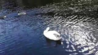 matsuzaki nao - kawaberi no ie - Footage from Manchester and Salford