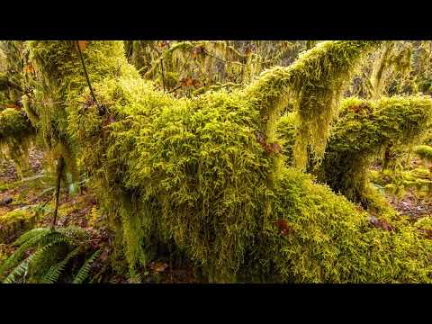 4K UHD  Hoh Rain Forest   4K Nature Relaxation Film