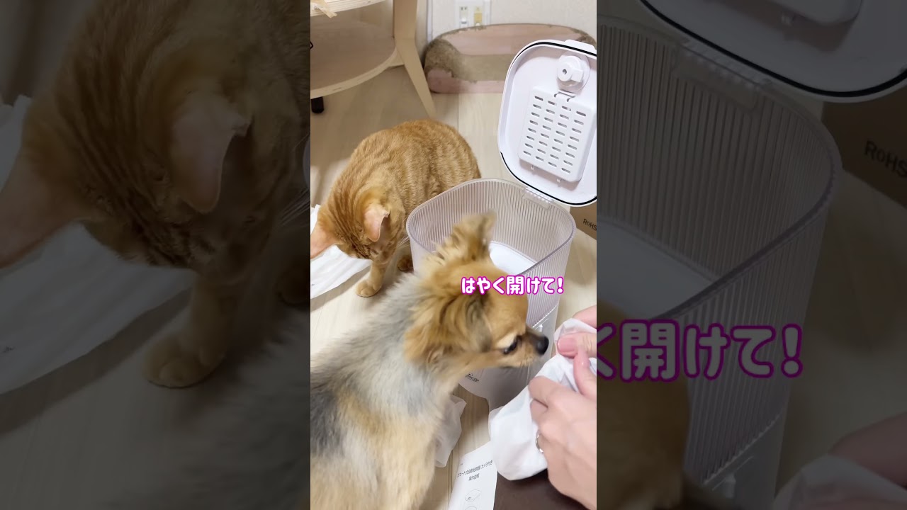 これ猫あるあるだよね？#猫 #cat