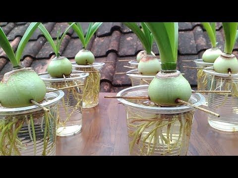 download lagu mp3 mp4 Growing Amaryllis Bulbs In Water, download lagu Growing Amaryllis Bulbs In Water gratis, unduh video klip Growing Amaryllis Bulbs In Water