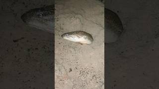 Download lagu #ngerii #vidioshorts #belut #berandayoutube mp3 Download lagu #ngerii #vidioshorts #belut #berandayoutube mp3