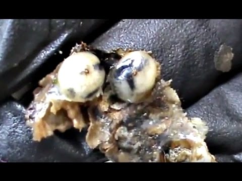 download lagu mp3 mp4 Jigger Parts, download lagu Jigger Parts gratis, unduh video klip Jigger Parts