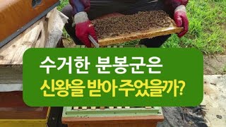 수거한 자연분봉군은 신왕을 받아 주었을까?