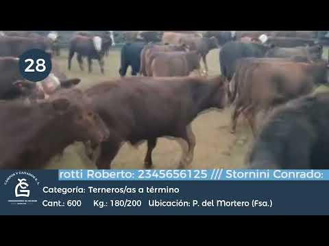 Lote Machos y Hembras a término - Pozo del Mortero Formosa